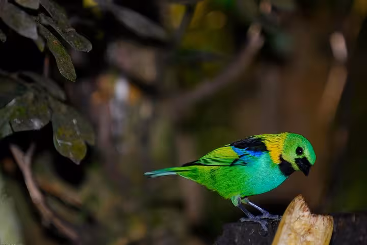 Brightly colored bird perched in lush forest during Jeep tour to waterfalls and stills.