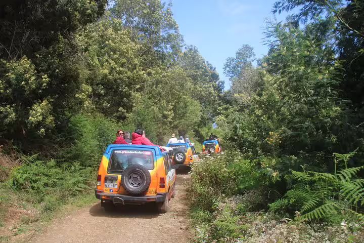 Colorful jeeps navigate a lush forest trail, offering an adventurous start to a half-day wine tour and sea cliff exploration.