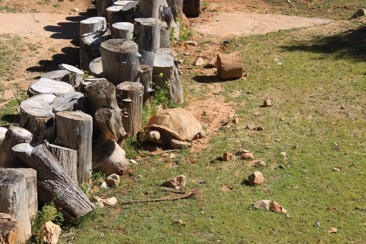 Large tortoise resting by wooden logs in open enclosure on Jeep Zoofari, close-up wildlife viewing experience