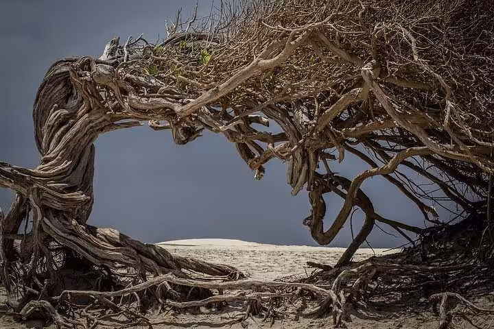 Twisted wind-sculpted tree framing Jericoacoara sand dunes on a 1-day tour in Ceará, Brazil