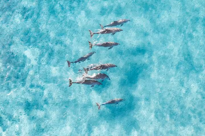Aerial view of dolphins swimming in Jervis Bay's crystal-clear waters on a private tour experience.