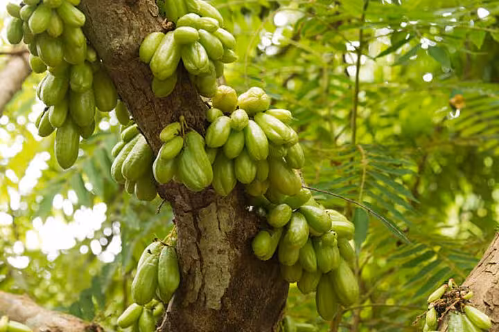 Clusters of green bilimbi fruit hanging from a tree at a spice farm in Zanzibar, part of the Jozani Forest tour experience.