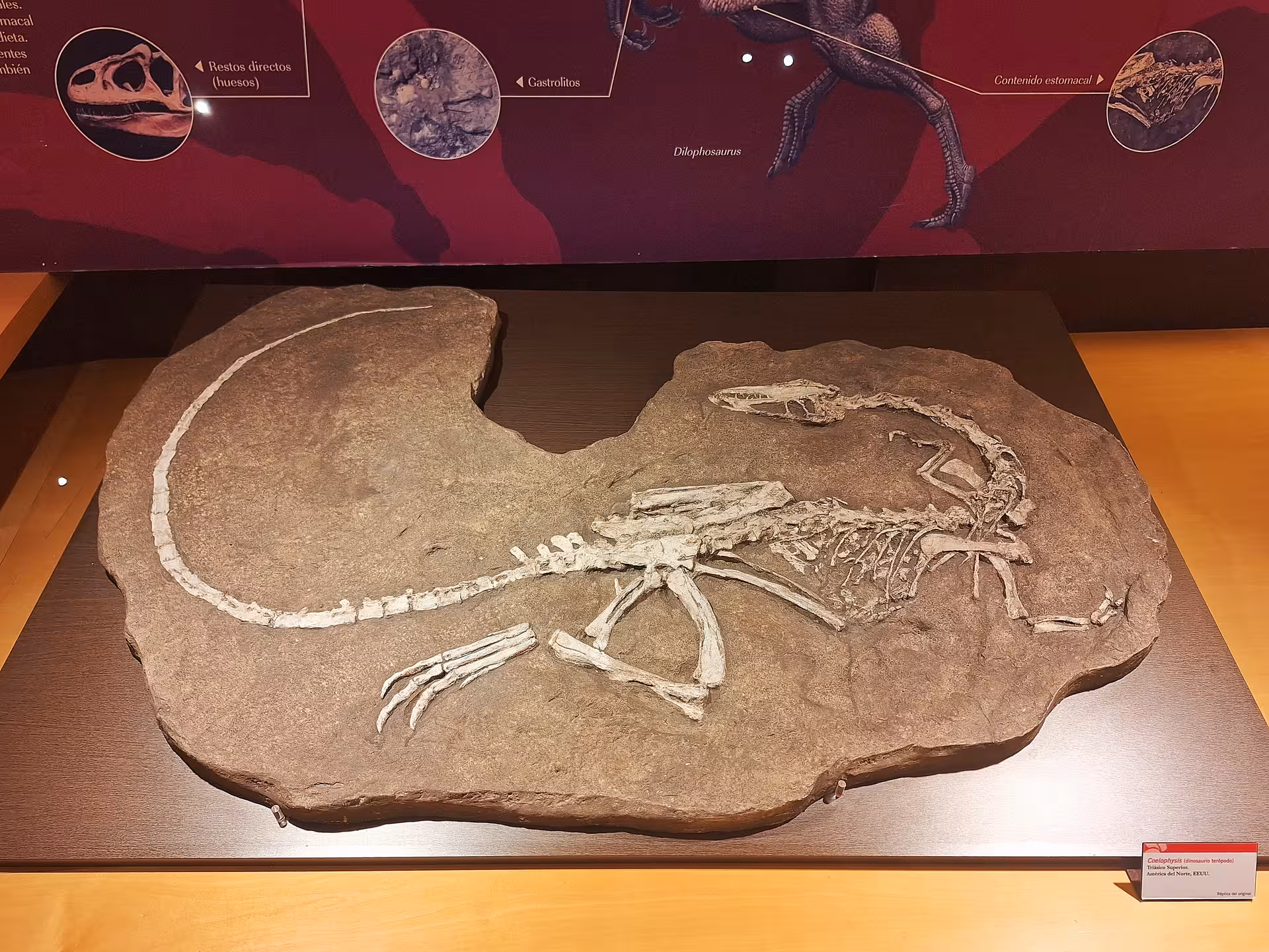 Fossilized dinosaur skeleton exhibit at the Jurassic Museum of Asturias, showcasing ancient prehistoric remains.
