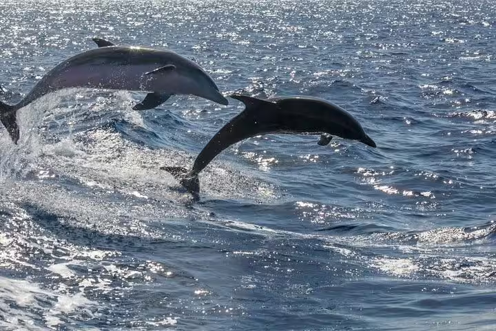 Two dolphins leap gracefully beside the Kailani Sailing Yacht, showcasing the vibrant marine life of the ocean.