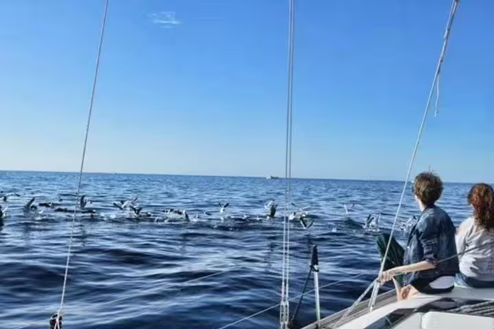 Tourists on the Kailani Yacht enjoy a close encounter with a playful pod of dolphins in the open ocean.
