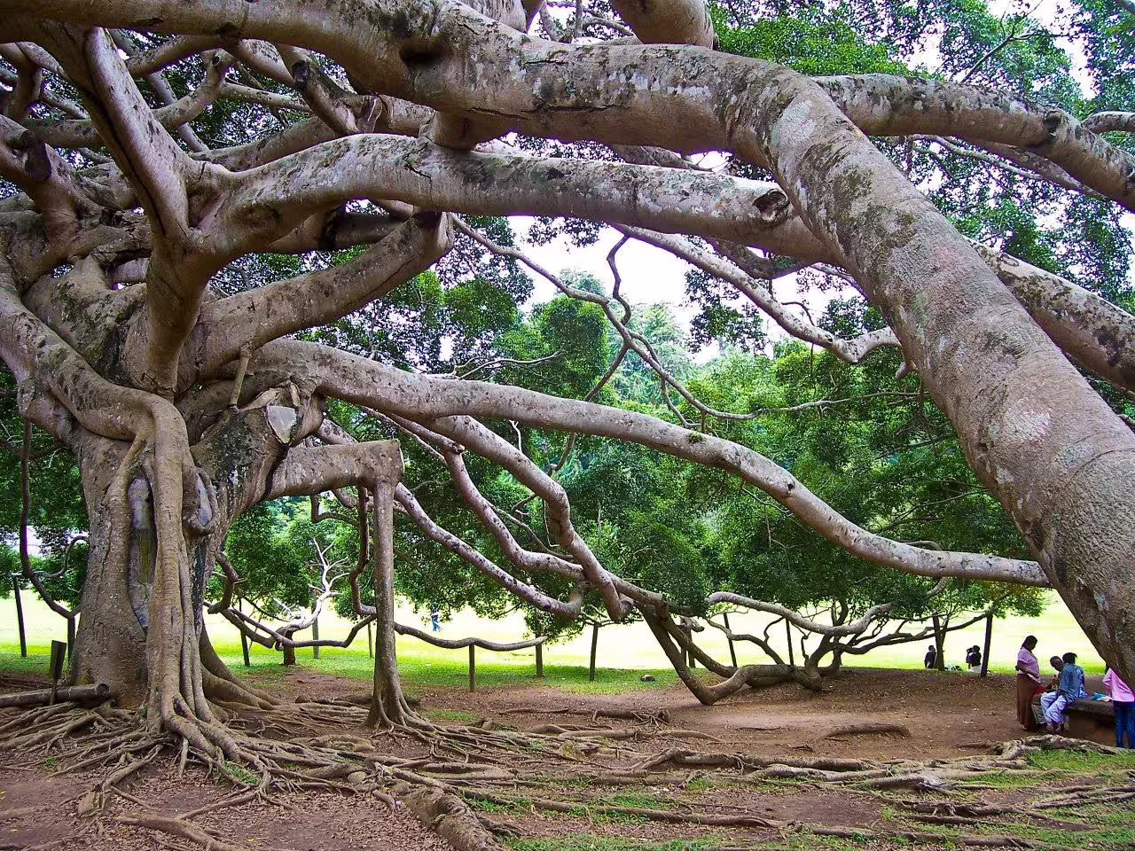 Massive ancient banyan tree with sprawling aerial roots in Kandy Botanical Gardens during a 2-day Sri Lanka tour