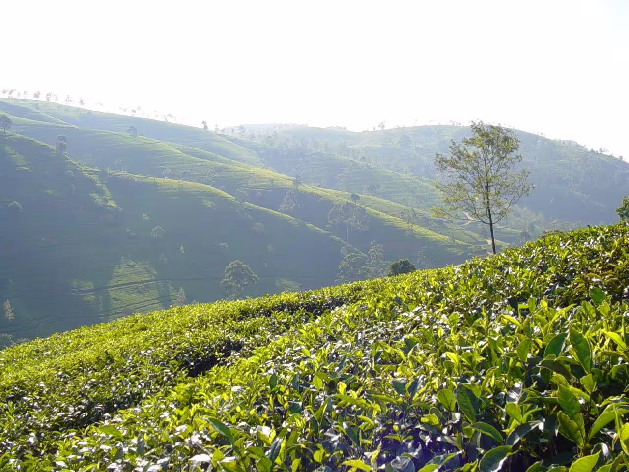 Lush green tea plantation hills near Kandy visited on a private 2-day tour with tea factory experience in Sri Lanka