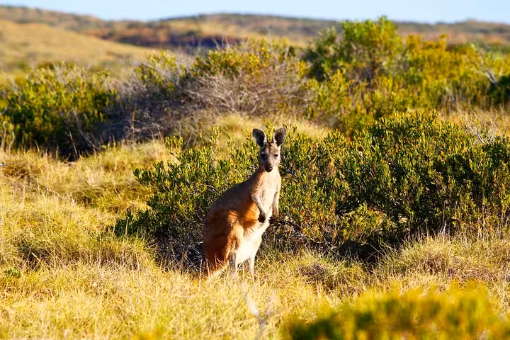 A kangaroo stands in the vibrant bushland of Snowy Mountains, NSW, perfect for wildlife spotting on a private tour.