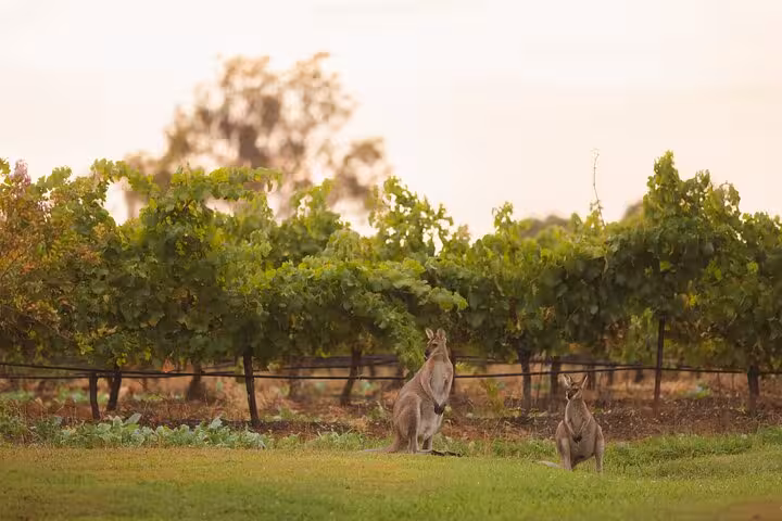 Kangaroos grazing near lush vineyards in Hunter Valley, highlighting unique experiences on wine tours.