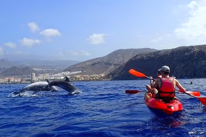 A kayaker paddles near playful dolphins leaping in the ocean against a backdrop of scenic mountains and clear skies.