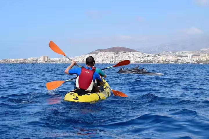 Kayaker paddling alongside playful dolphins in clear ocean waters with a picturesque coastal city in the background.
