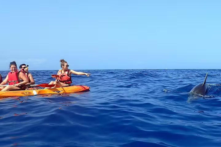 Kayakers in vibrant orange kayak enjoy close encounter with dolphin in clear blue ocean during adventure tour.