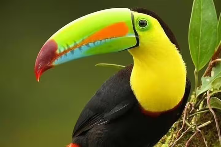 Colorful keel-billed toucan in Curi-Cancha Reserve, showcasing its striking beak and plumage on birdwatching tour.