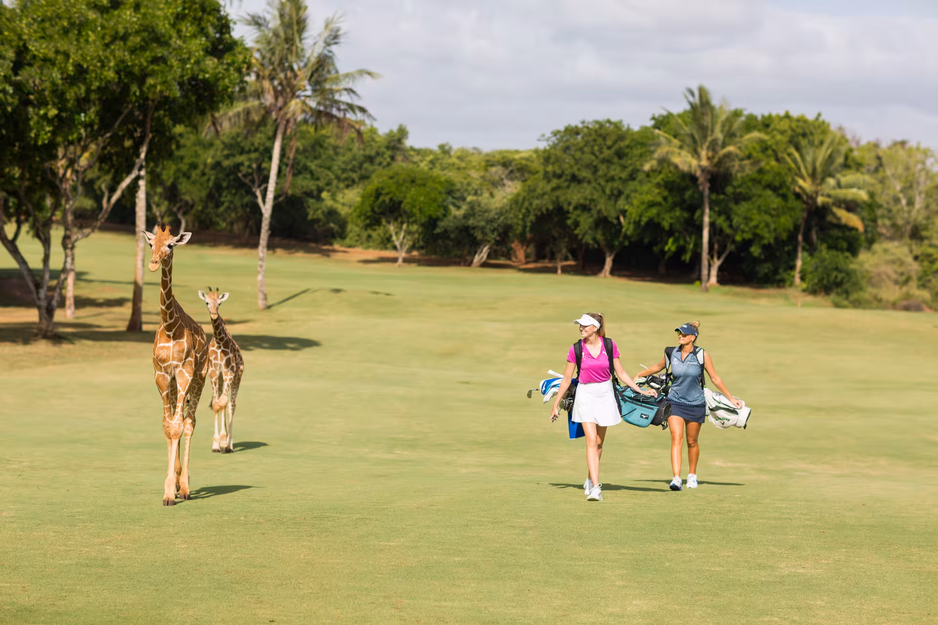 Golfers walking alongside giraffes on a lush Kenya coast golf course under sunny skies.