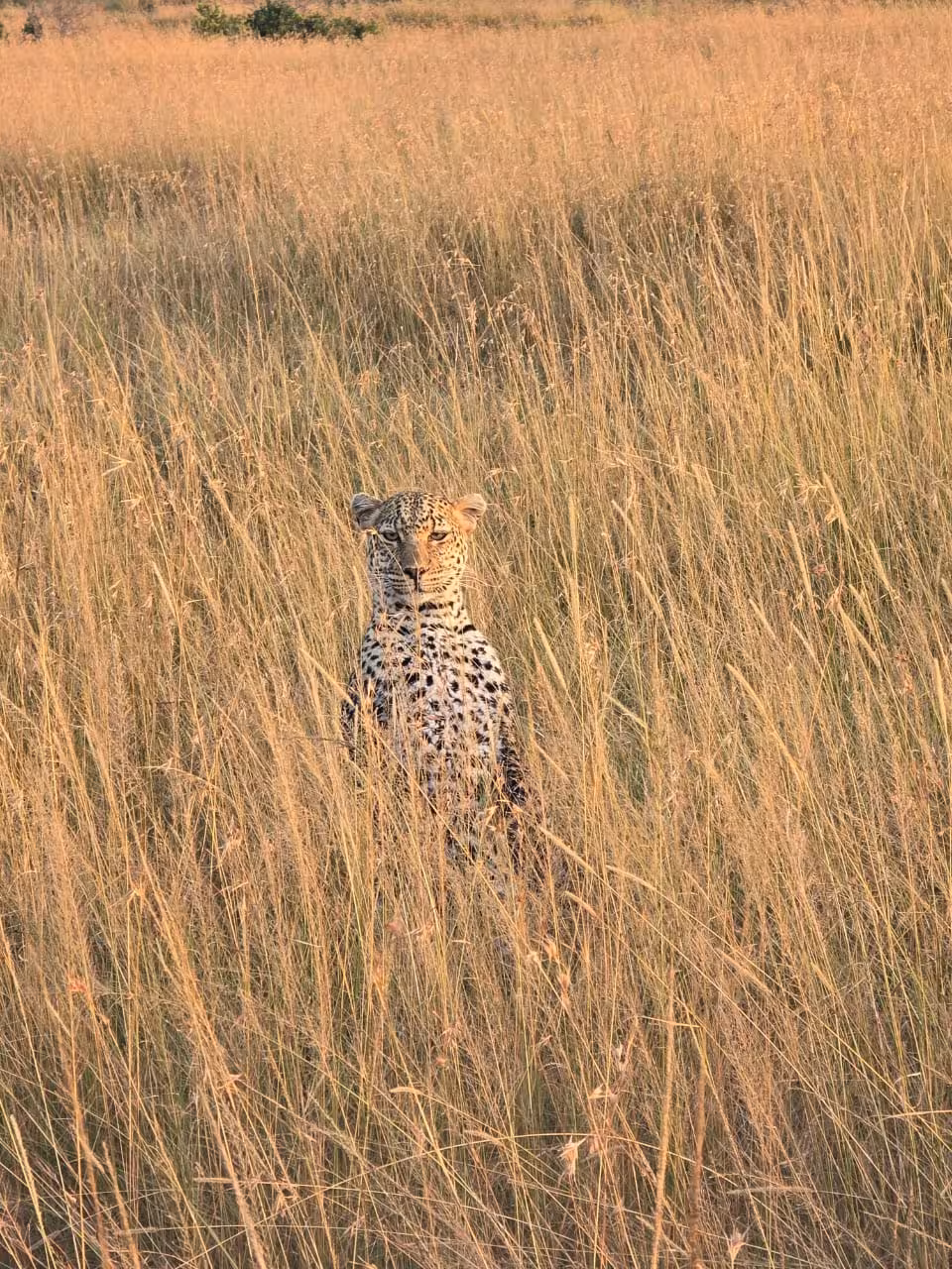 Leopard camouflaged in tall savannah grass on the Kenya Coast, offering a unique wildlife experience during golf.