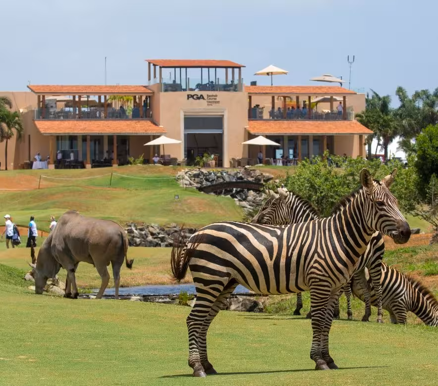 Zebras grazing near the clubhouse at a Kenyan golf resort, blending wildlife with luxury golfing experiences.