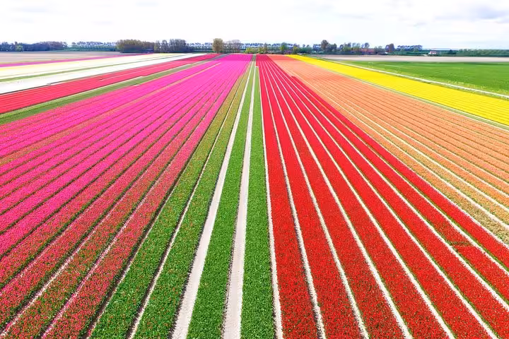 Aerial view of Dutch tulip fields near Keukenhof with colorful striped rows on a private tour with skip-the-line