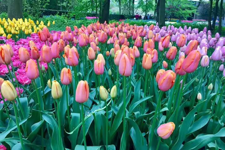 Colorful tulip beds in Keukenhof Gardens, a spring highlight on the Amsterdam small-group day tour