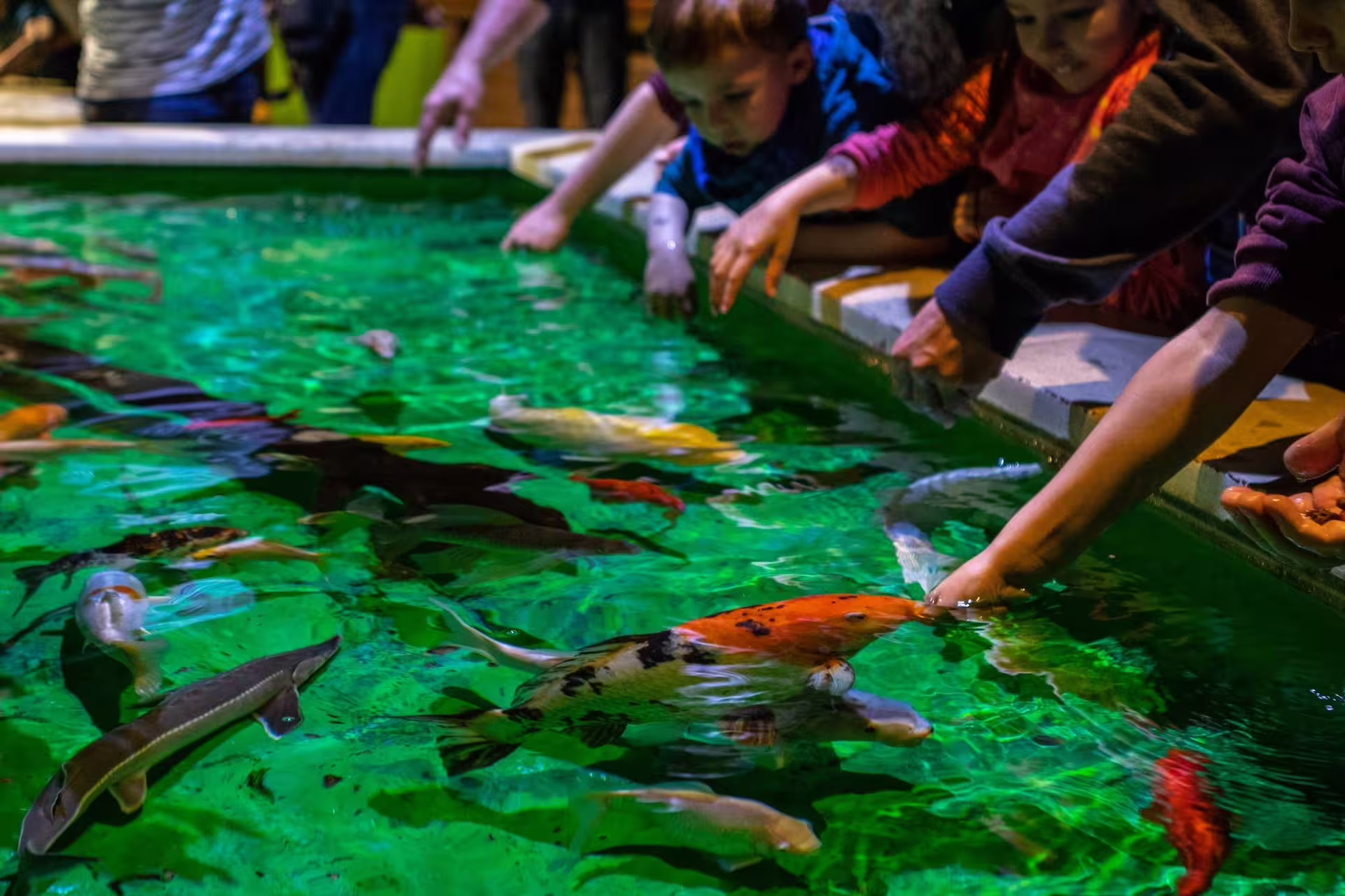Kids enjoy the Grand Aquarium Hurghada touch pool, feeding koi and fish in a family-friendly Red Sea exhibit