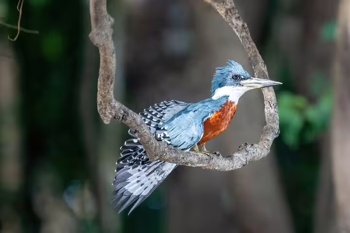 Colorful kingfisher with vibrant plumage perched on a branch in the dense Amazon jungle of the Amanã lake trip.