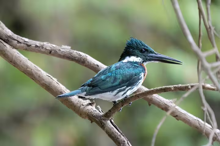 Vibrant kingfisher perched on a branch in the Amazon jungle, a highlight of Amazon Mamori Lodge's birdwatching tours.