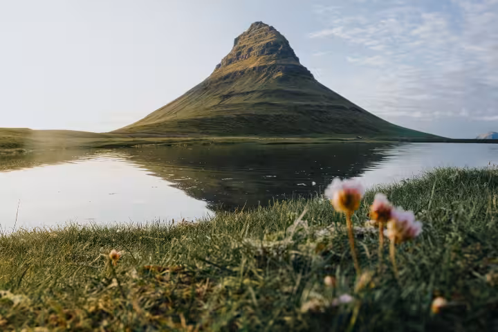 Kirkjufell mountain reflected in calm lake with wildflowers in foreground, Snaefellsnes Peninsula, Iceland