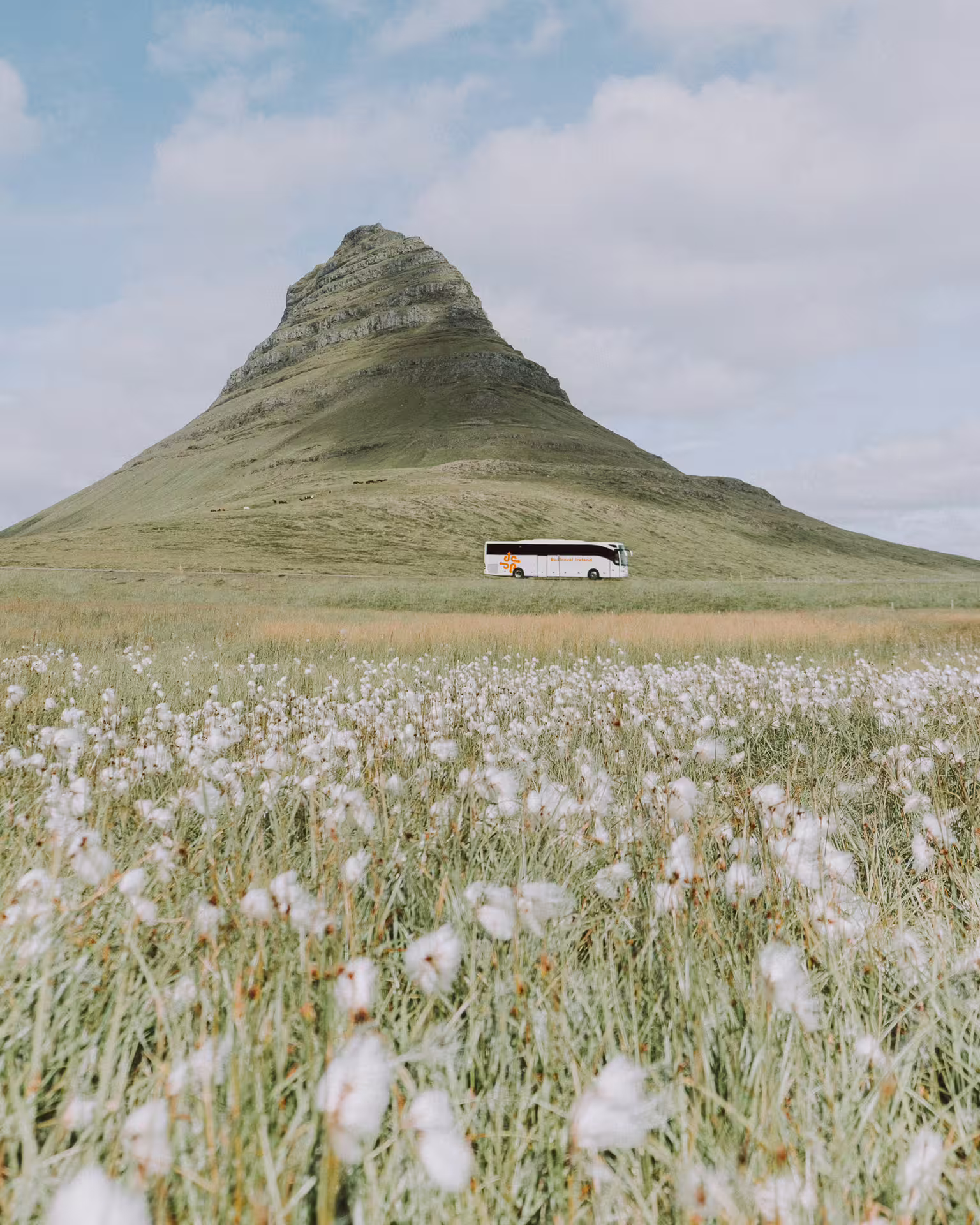 Tour bus at the base of Kirkjufell mountain with white wildflowers in foreground, Snaefellsnes Peninsula, Iceland