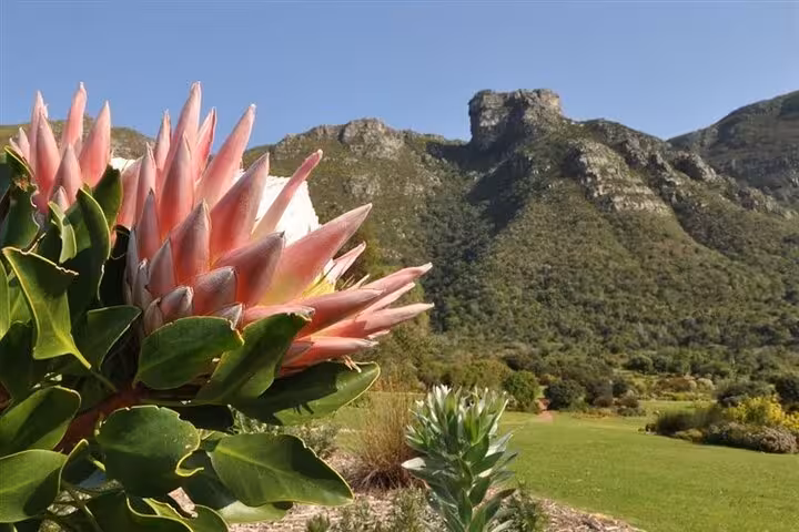 Lush Kirstenbosch Gardens with vibrant protea against the backdrop of majestic mountain scenery in Cape Town.