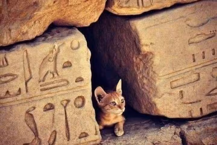 Kitten peeking between carved stone blocks with ancient inscriptions at Mons Claudianus Roman site jeep tour