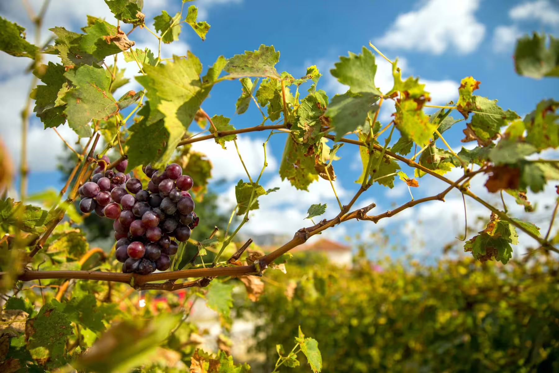 Close-up of ripe grapes on a Konavle Valley vine, part of Dubrovnik wine tasting tour with countryside train ride