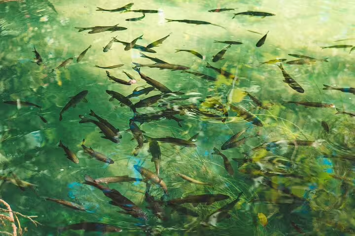 School of fish in crystal-clear Krka National Park water, seen on scheduled Krka Waterfalls food and wine tour