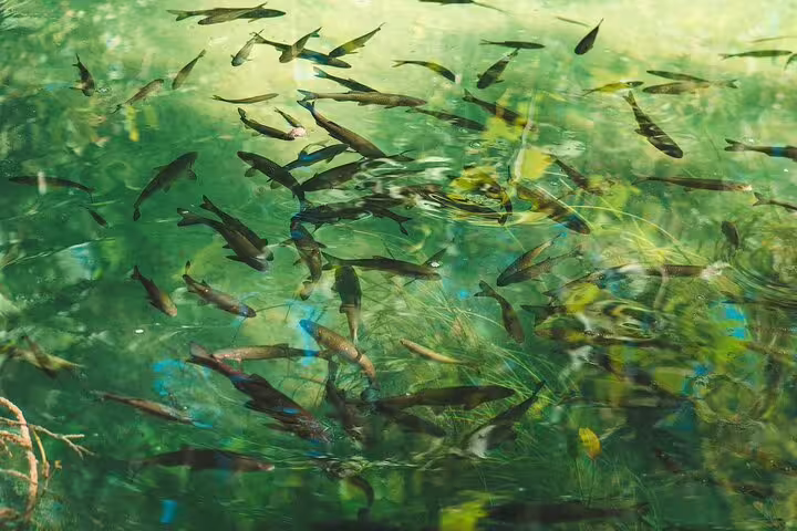 Fish swimming in clear green Krka River water, a highlight of the Krka Waterfalls boat cruise and swimming tour