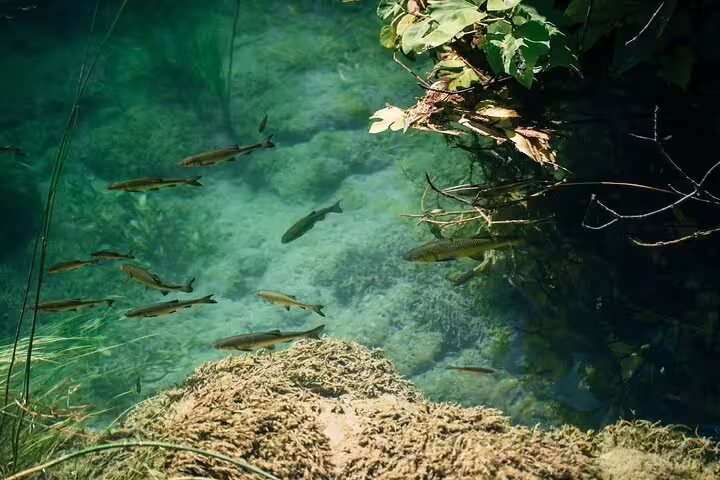 Fish swimming in clear turquoise water at Krka National Park, a highlight of the private Krka Waterfalls tour