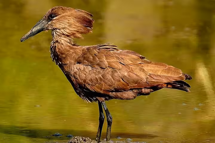 A hammerkop wading in a serene water setting at Kruger Park, showcasing the rich birdlife on a full day safari tour.