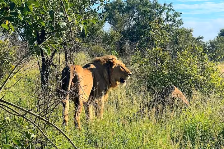 Majestic lion standing amidst lush greenery during Kruger Park Full Day Guided Safari adventure.