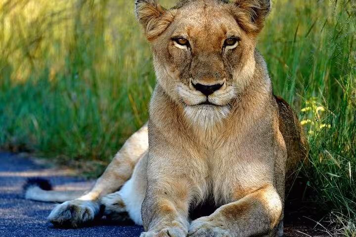 A lioness rests by the roadside in Kruger Park, highlighting wildlife sightings during a guided full day safari adventure.