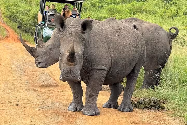 Rhinos cross a dirt road near a safari vehicle in Kruger Park, offering an up-close wildlife experience on a guided tour.