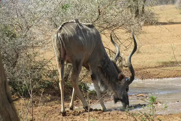 Kudu at a waterhole in Pilanesberg