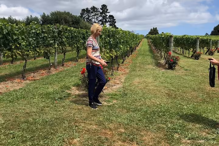 Visitor exploring lush vineyard rows in Kumeu, showcasing vibrant grapevines and serene rural landscape on a wine tour.
