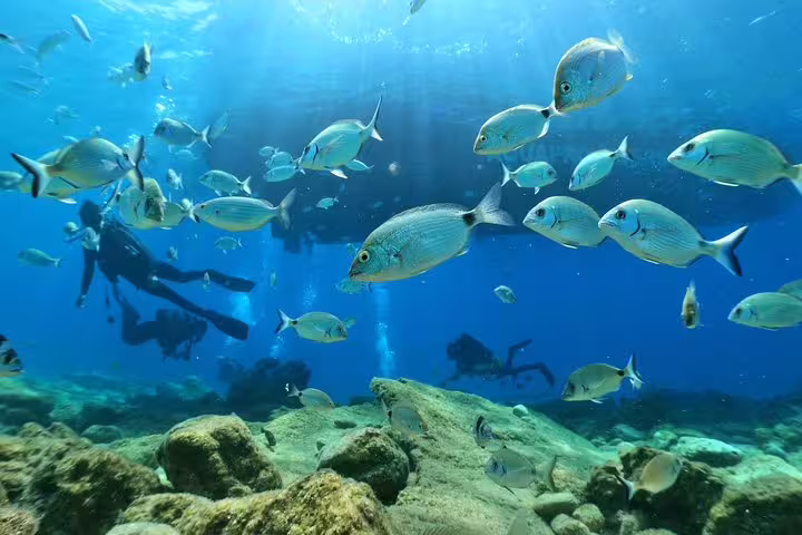 School of fish swimming around divers in clear blue waters on a Kusadasi scuba diving tour, highlighting marine biodiversity.