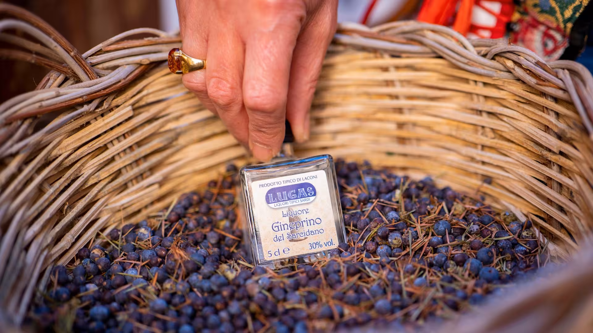 Close-up of a hand holding a bottle of Gineprino liqueur in a basket of juniper berries, emphasizing Laconi's authentic flavors.