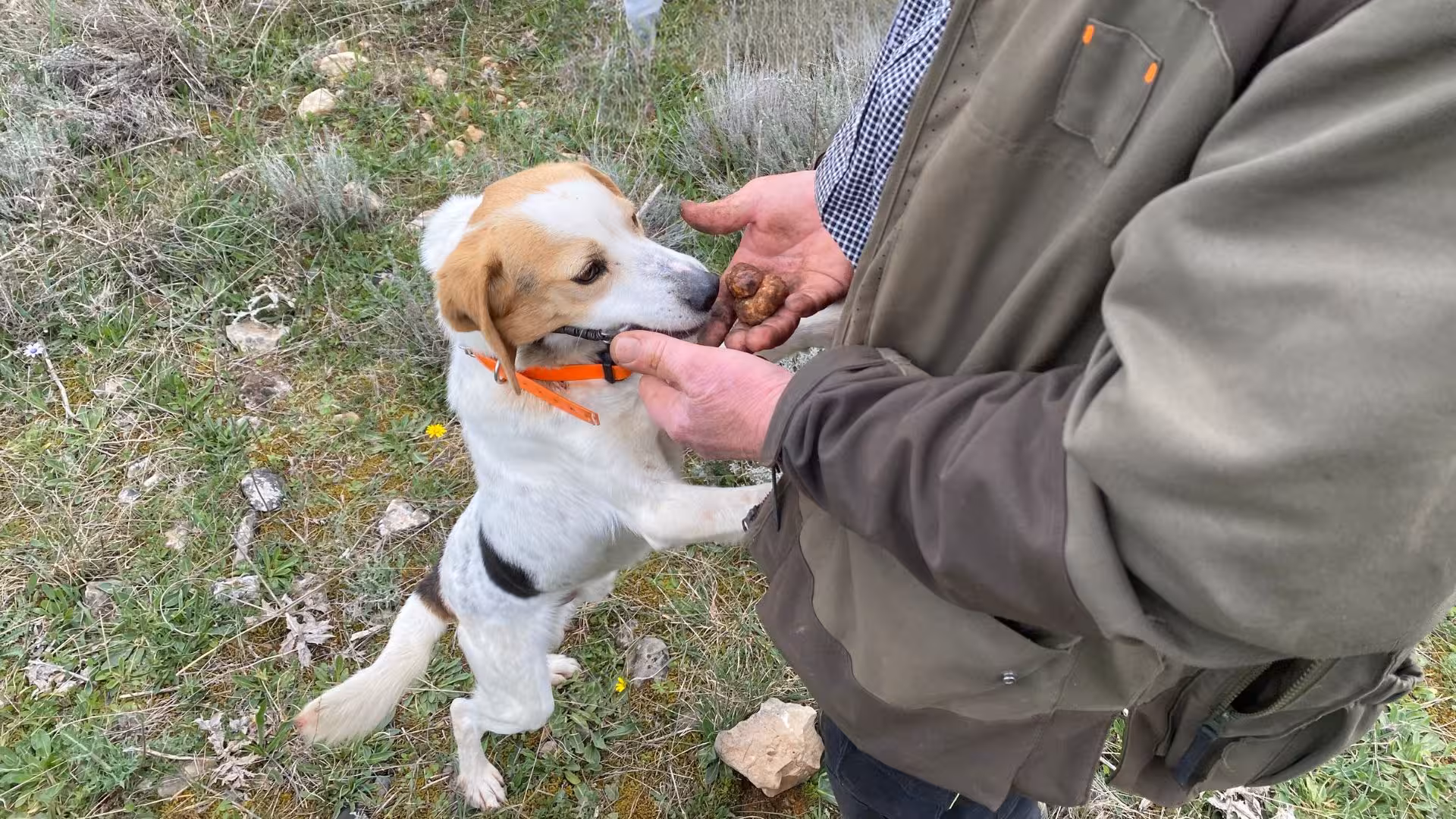 Truffle hunting dog and handler in Laconi sharing a successful find, emphasizing teamwork in nature.