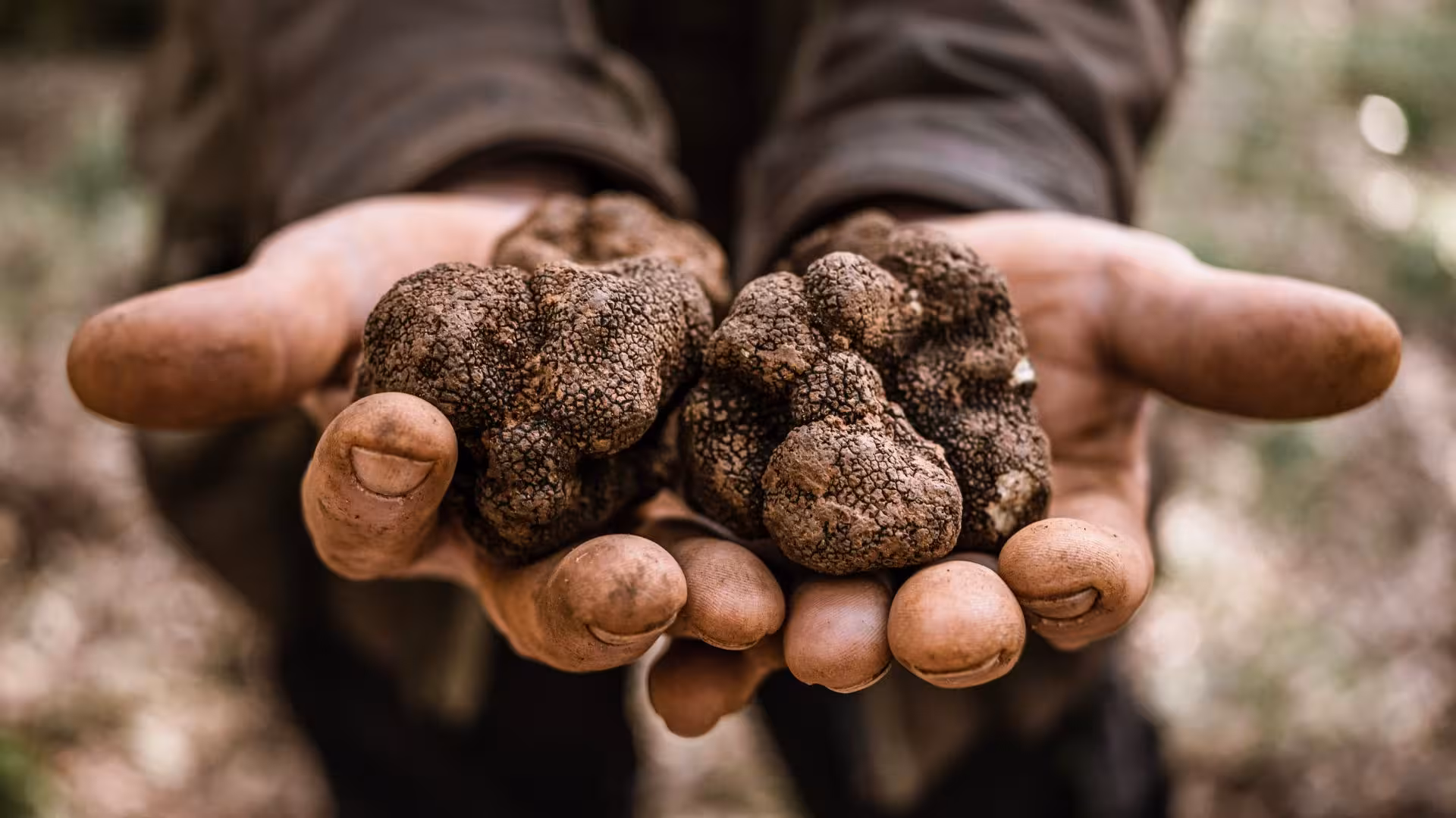 Close-up of freshly harvested truffles held in hands, highlighting the earthy treasures of Laconi's truffle hunting experience.
