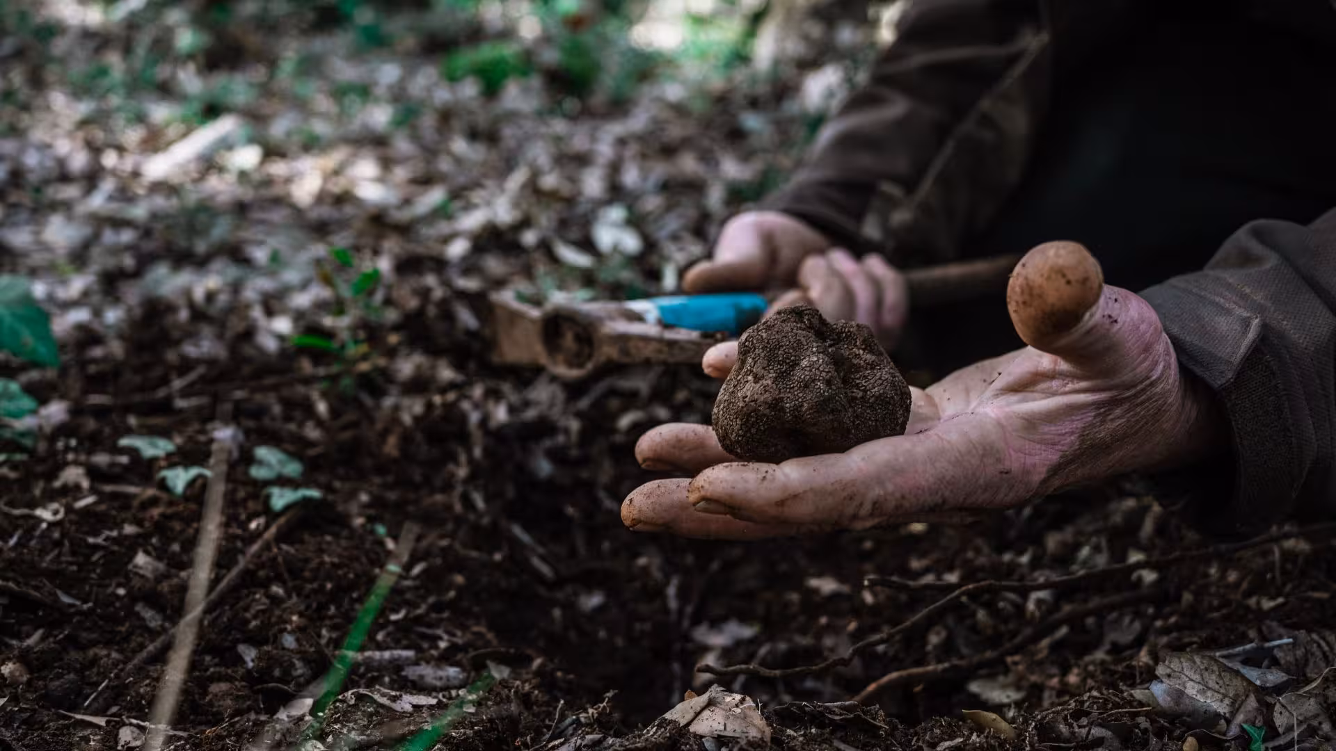Close-up of a hand holding a freshly unearthed truffle in a forest during a Laconi hunting excursion.