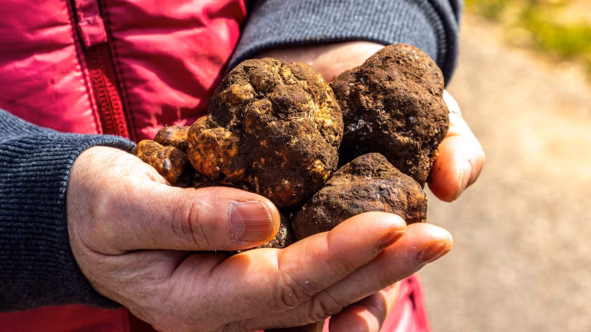 Hands holding freshly unearthed truffles, highlighting authentic experience of Laconi truffle hunting tour.