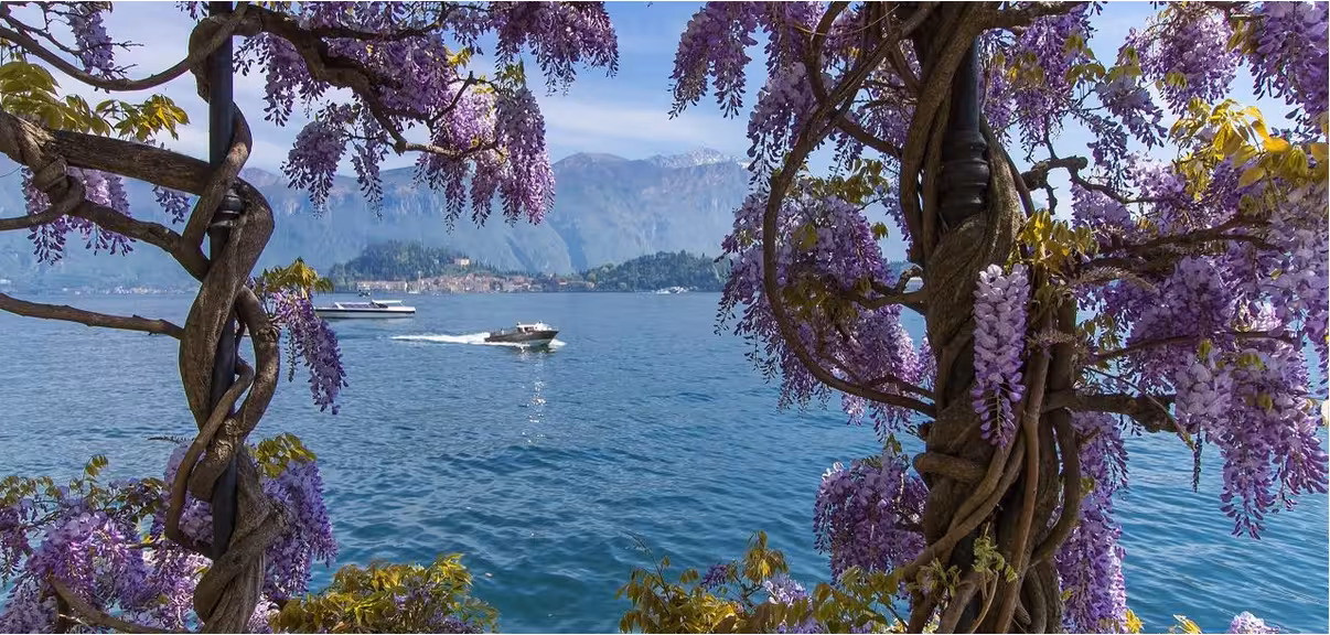 Enchanting view of Lake Como framed by vibrant purple wisteria blooms, with boats cruising on the tranquil waters.