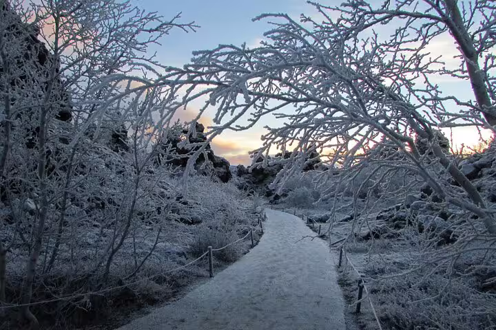 Frost-covered trees lining a snowy path at Lake Myvatn during winter sunrise in Iceland
