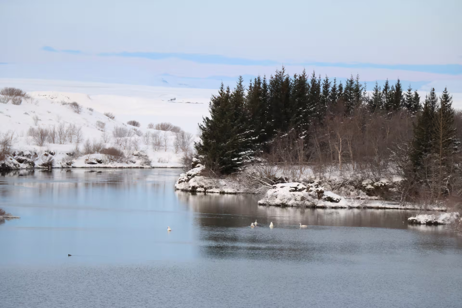 Swans swimming on Lake Myvatn in winter, surrounded by snow-covered shores and evergreen trees in Iceland