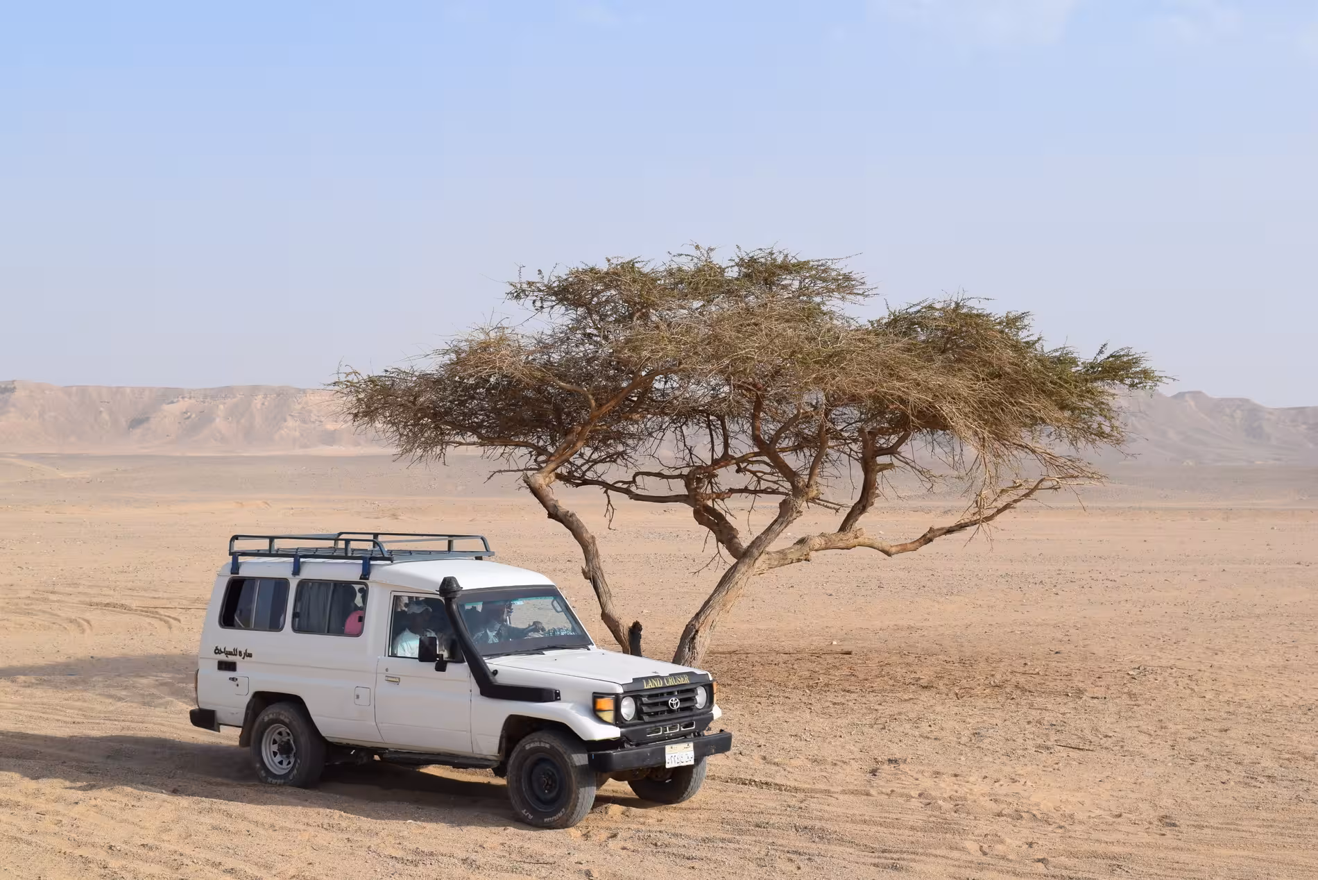 White Toyota Land Cruiser 4x4 jeep parked beside acacia tree in Marsa Alam desert