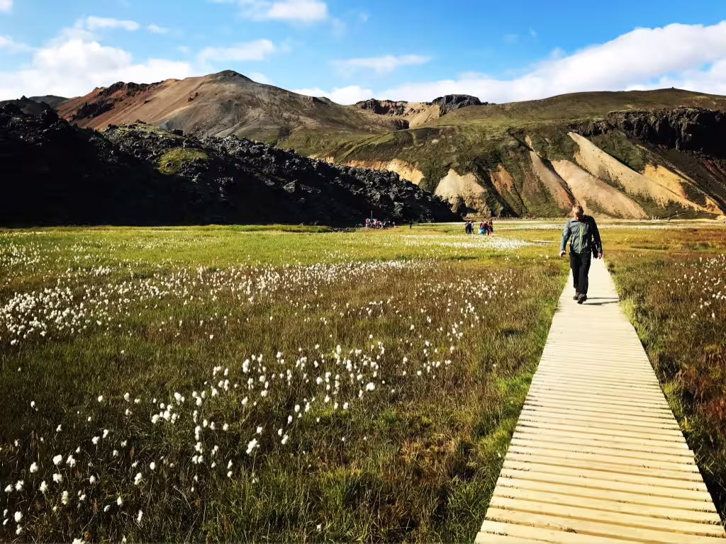 Hiker walking wooden boardwalk through cotton grass meadow toward colorful rhyolite mountains at Landmannalaugar Iceland